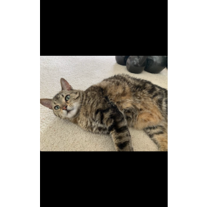 Lost Cat Pizza
