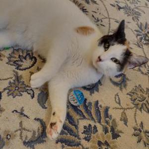 Lost Cat Snips