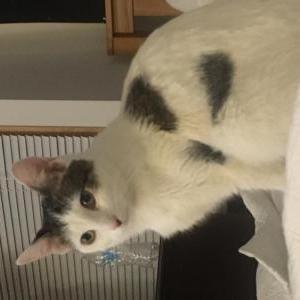 Lost Cat Rowan