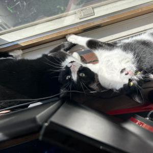 Image of Wisp and Aleya, Lost Cat