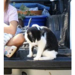 Lost Cat Cow