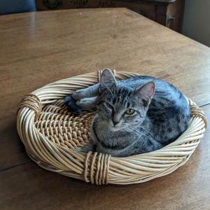 Lost Cat Peanut