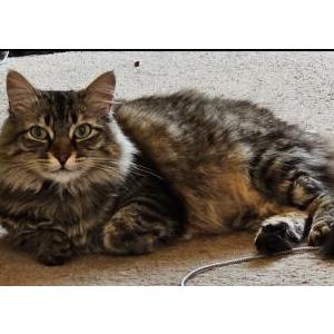 Lost Cat Kat