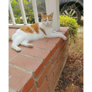 Lost Cat Peachy