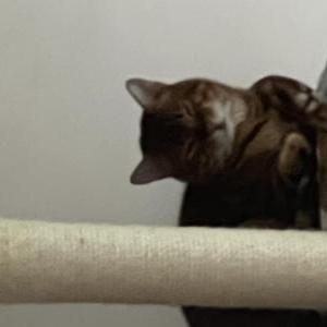 Lost Cat Quincy