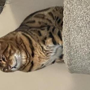 2nd Image of Quincy, Lost Cat