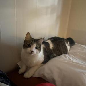 Lost Cat Ru