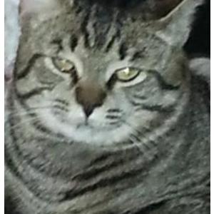 Image of Pawdus, Lost Cat