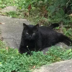Lost Cat Abra