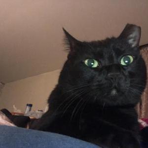 Lost Cat Thor