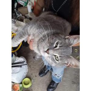 Lost Cat Buddy