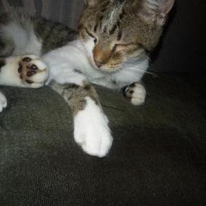 Found Cat CHARLIE
