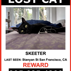 Lost Cat Skeeter