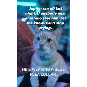 Lost Cat Jupiter
