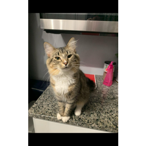 Lost Cat Oliver