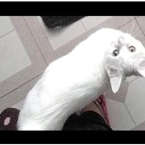 Lost Cat Noodle