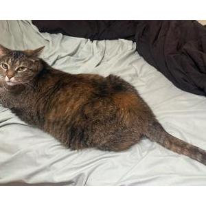 Lost Cat Daisy