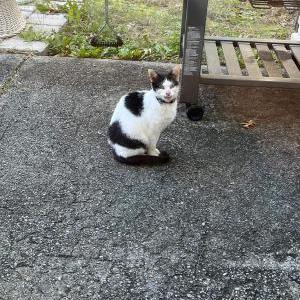 Found Cat unknown