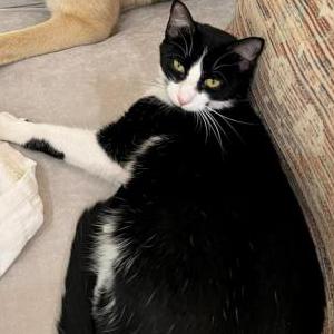Lost Cat Dolly
