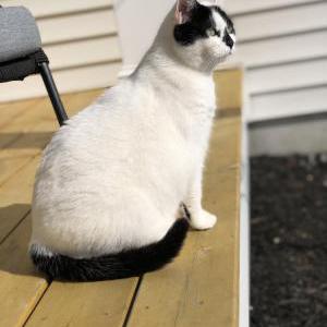Lost Cat Bianca