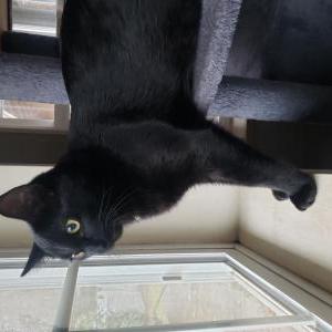 Lost Cat Oreo