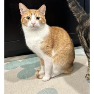 Lost Cat Yoshi