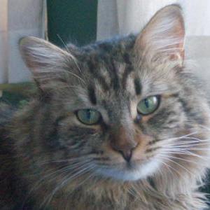 Lost Cat Marley