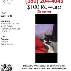 Lost Cat Skeeter