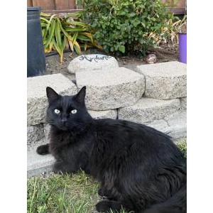 Lost Cat Rocky