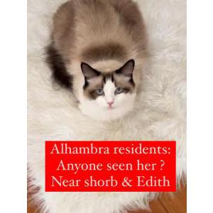 Lost Cat Mimi