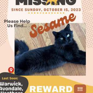 Lost Cat Sesame Bun