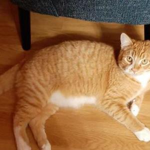 Lost Cat Ryzhik