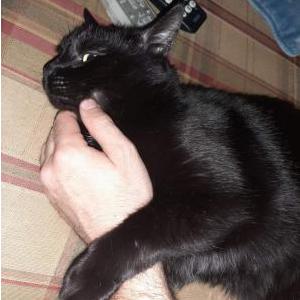 Lost Cat Ashen