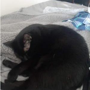 2nd Image of Ashen, Lost Cat