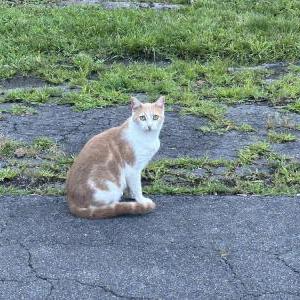 Lost Cat Shasta