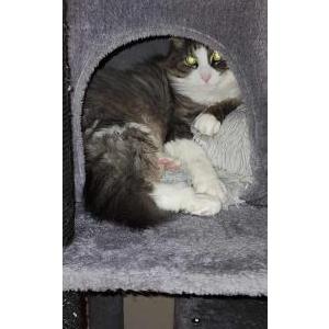 Lost Cat Smokey
