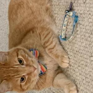 Lost Cat Tarzan Shah