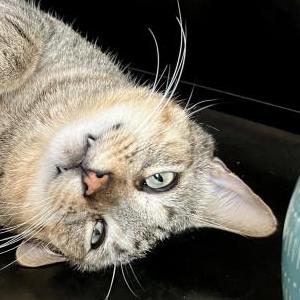 Lost Cat Bobby