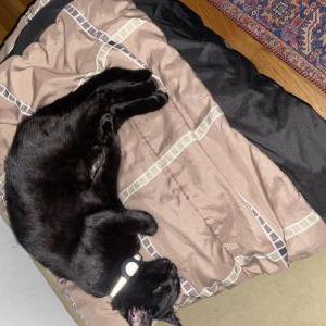Lost Cat Luci