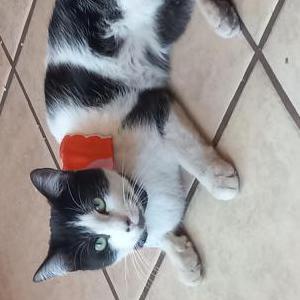 Lost Cat Estella