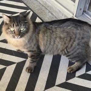 Image of Chickadee, Lost Cat