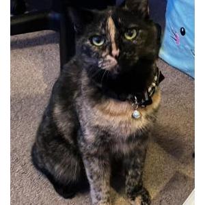 Lost Cat Mocha