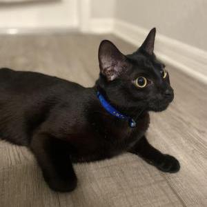 Lost Cat Binx