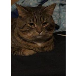 Lost Cat Leo