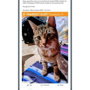 Found Cat Unknown