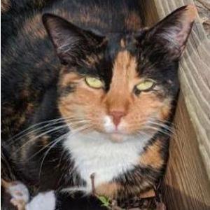 Lost Cat cat