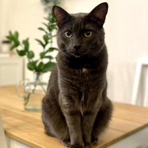 Lost Cat Goomba