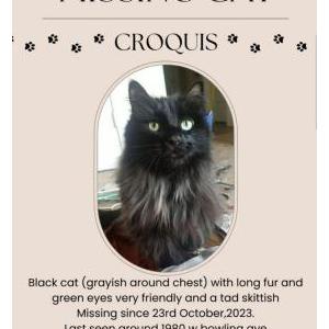 Lost Cat Croquis