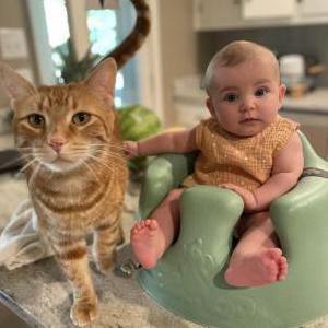 Lost Cat Tigger
