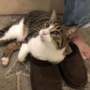 Lost Cat Harry